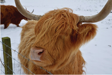 Highland Cow close up